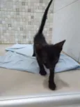 Pipoca