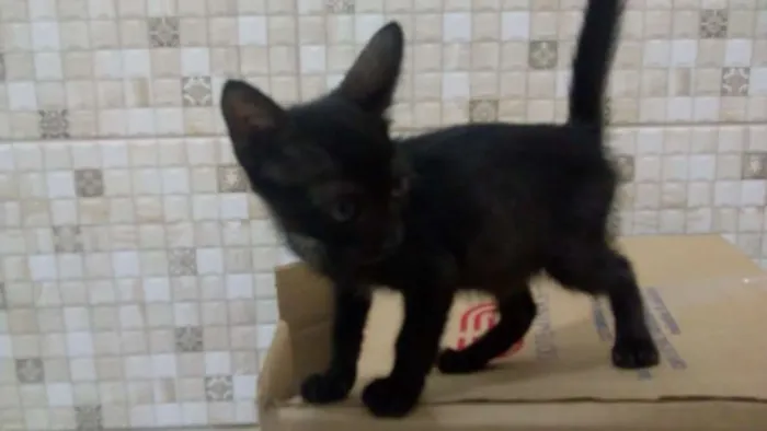 Gato ra a SRD idade 2 a 6 meses nome Pipoca