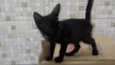 Pipoca