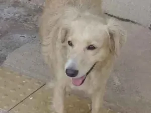 Cachorro raça Indefinida idade 2 anos nome Sem nome