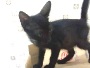 Gato raça SRD idade 2 a 6 meses nome Pipoca