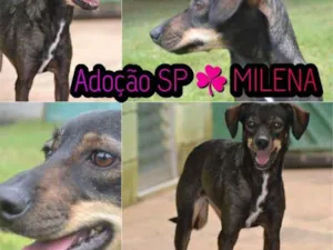 Cachorro raça SRD idade 1 ano nome MILENA Princesinha