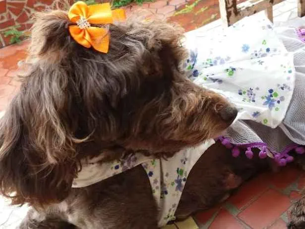 Cachorro ra a Poodle  idade 2 anos nome Bella 