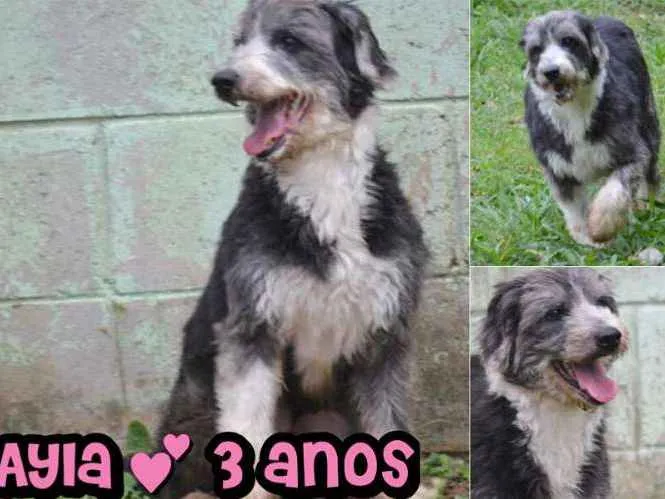 Cachorro ra a SRD idade 3 anos nome AYLA