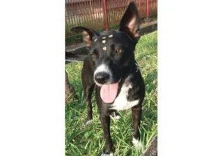 Cachorro raça Não definida idade 1 ano nome Preta