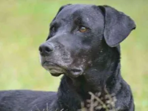 Cachorro raça SRD idade 5 anos nome DAMIÃO!