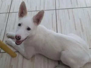 Cachorro raça SRD idade 2 a 6 meses nome GALEGA