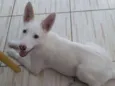 GALEGA