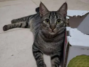 Gato raça SRD idade 7 a 11 meses nome Muffin