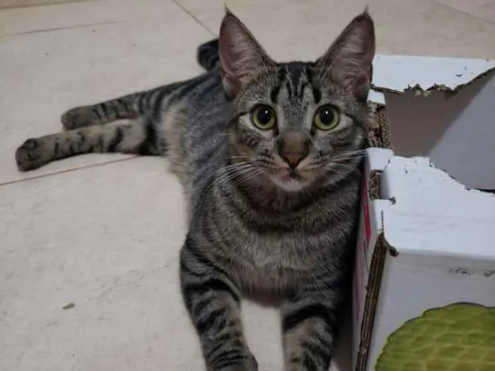 Gato ra a SRD idade 7 a 11 meses nome Muffin