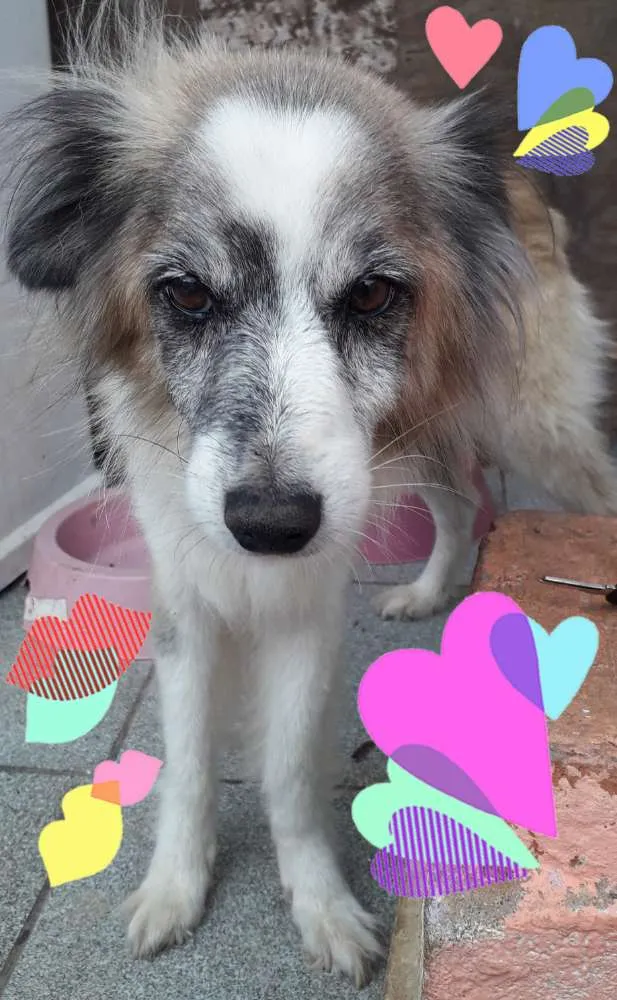 Cachorro ra a Não definida idade 6 ou mais anos nome Bilu