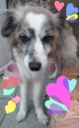Bilu