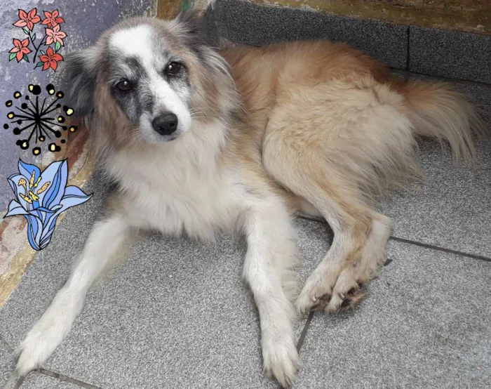 Cachorro ra a Não definida idade 6 ou mais anos nome Bilu