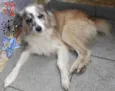 Bilu