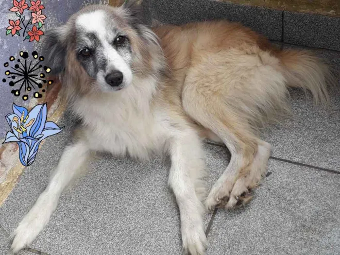 Cachorro ra a Não definida idade 6 ou mais anos nome Bilu