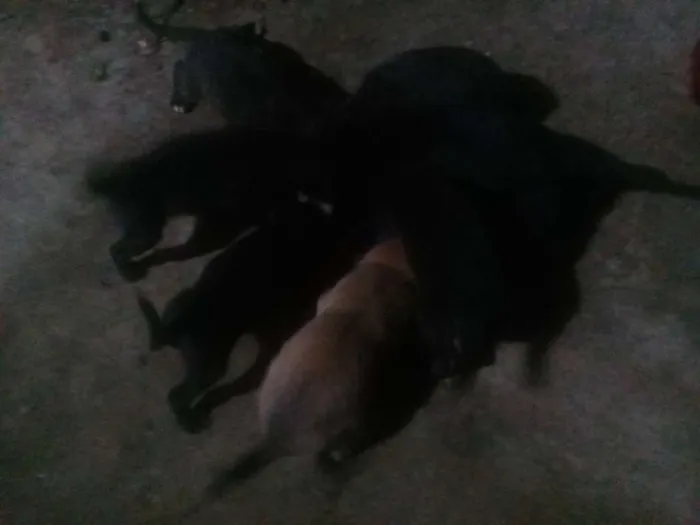 Cachorro ra a Vira lata idade 2 a 6 meses nome Não tem 