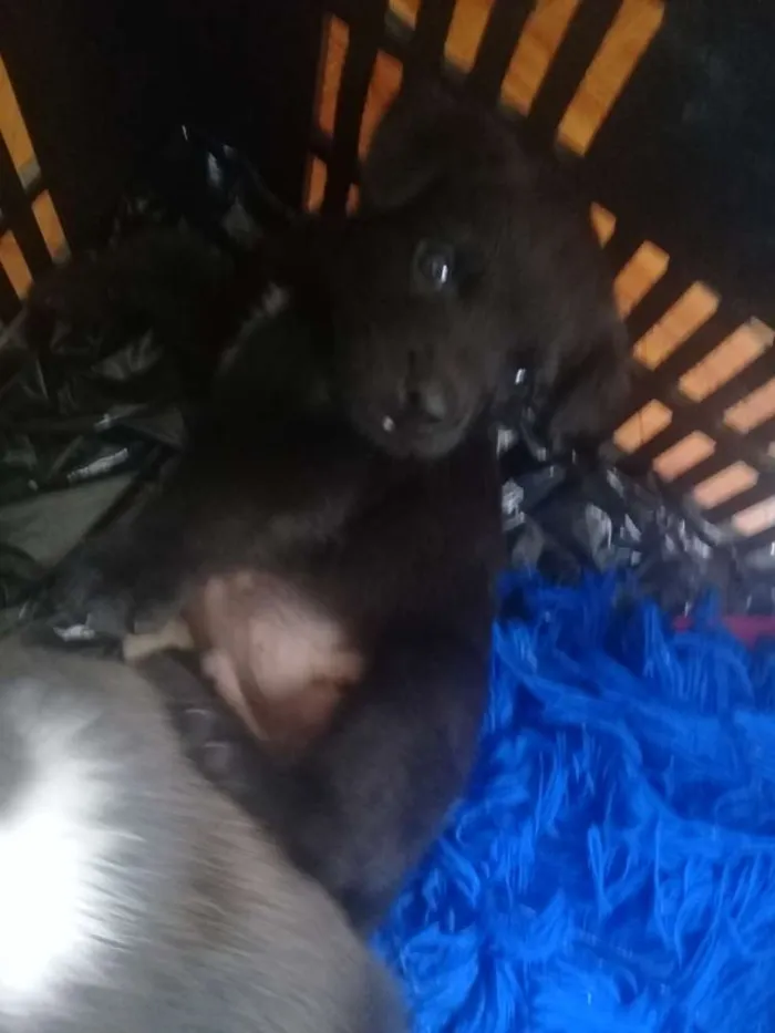 Cachorro ra a Vira lata idade 2 a 6 meses nome Não tem 