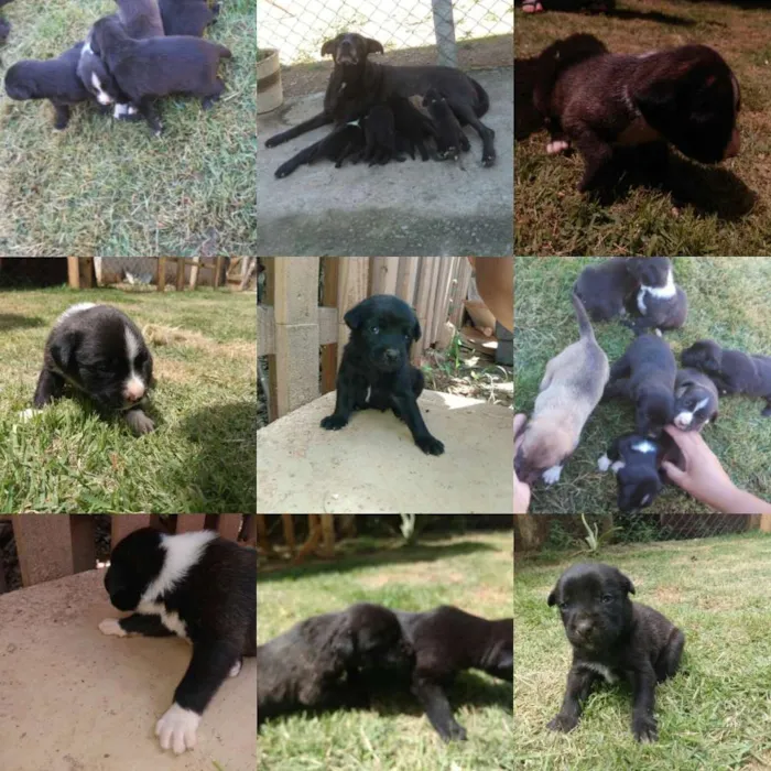 Cachorro ra a Vira lata idade 2 a 6 meses nome Não tem 