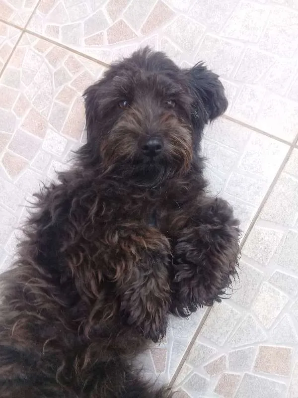 Cachorro ra a Poodle idade 1 ano nome Amora