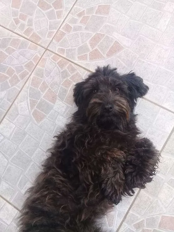 Cachorro ra a Poodle idade 1 ano nome Amora