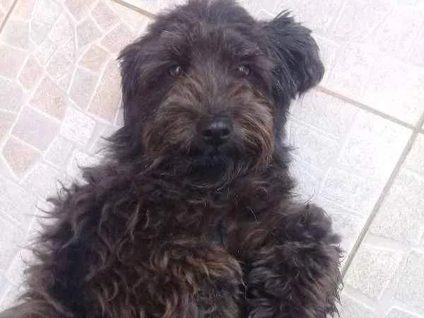 Cachorro ra a Poodle idade 1 ano nome Amora