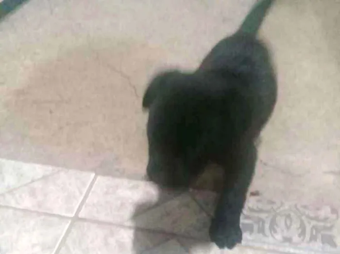 Cachorro ra a Vira lata idade 2 a 6 meses nome Não tem 