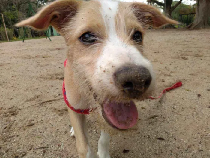 Cachorro ra a Mistura Jack Russel com vira l idade 2 a 6 meses nome Bob Marley