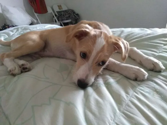 Cachorro ra a Mistura Jack Russel com vira l idade 2 a 6 meses nome Bob Marley