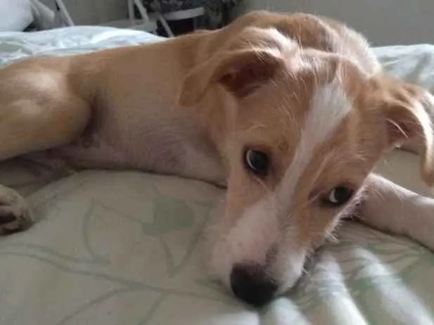 Cachorro ra a Mistura Jack Russel com vira l idade 2 a 6 meses nome Bob Marley