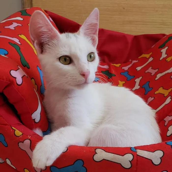 Gato ra a SRD idade 2 a 6 meses nome Tapioca