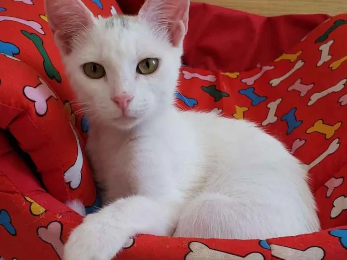 Gato ra a SRD idade 2 a 6 meses nome Tapioca