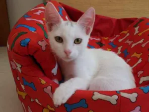 Gato raça SRD idade 2 a 6 meses nome Tapioca