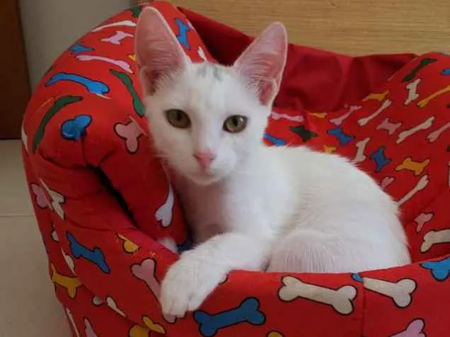 Gato ra a SRD idade 2 a 6 meses nome Tapioca