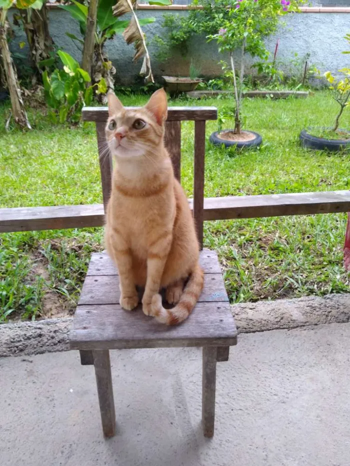 Gato ra a Sem raça definida idade 2 anos nome Ruy