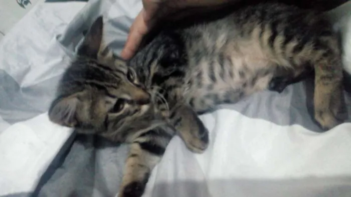 Gato ra a  idade 2 a 6 meses nome Princesa 