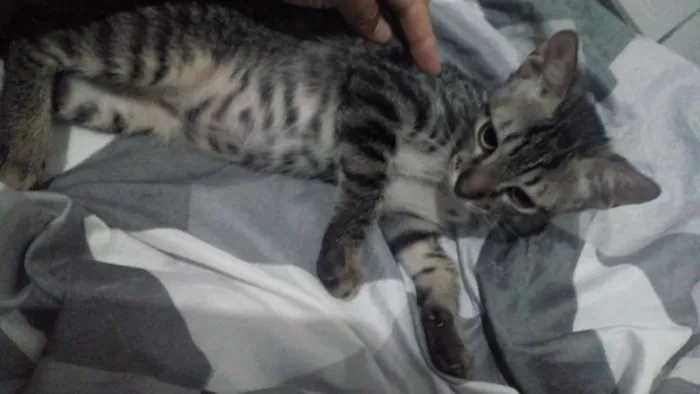 Gato ra a  idade 2 a 6 meses nome Dudu, Leleco e fred