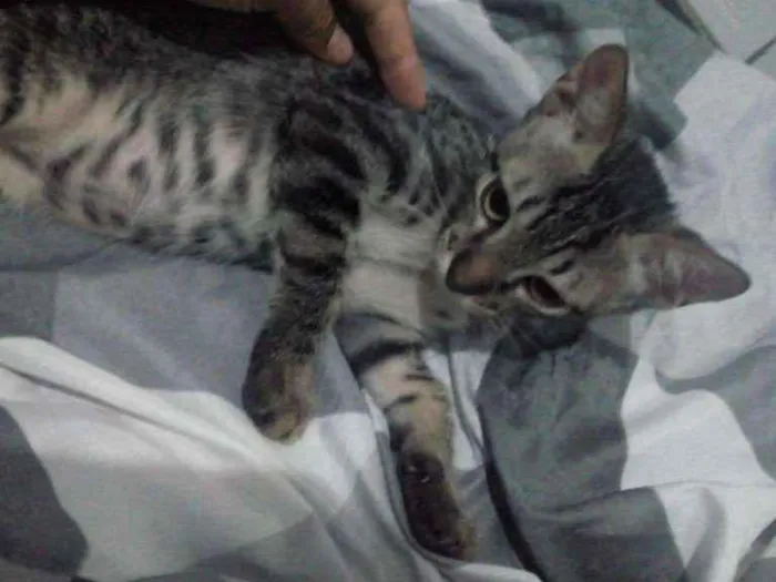 Gato ra a  idade 2 a 6 meses nome Dudu, Leleco e fred