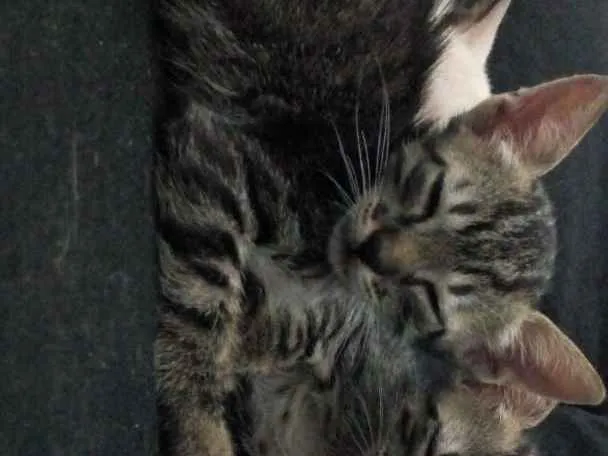 Gato ra a  idade 2 a 6 meses nome Dudu, Leleco e fred