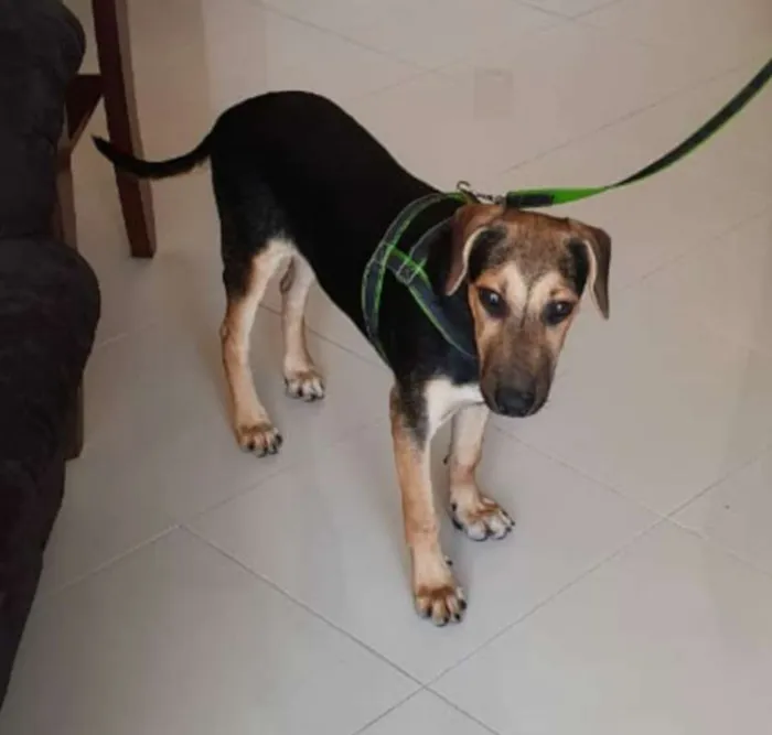 Cachorro ra a mestiço idade 2 a 6 meses nome Bento