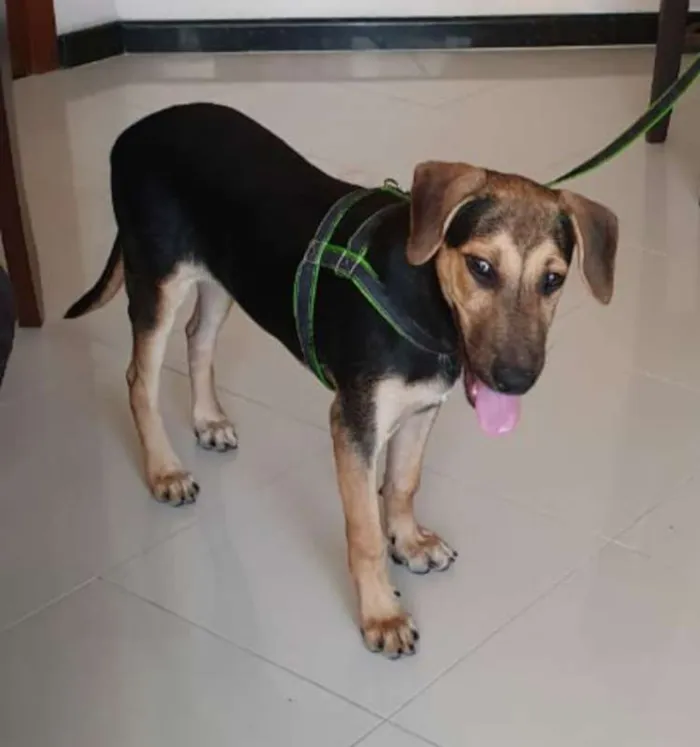 Cachorro ra a mestiço idade 2 a 6 meses nome Bento