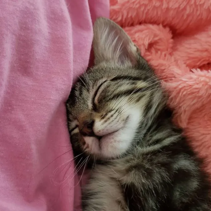Gato ra a SRD idade 2 a 6 meses nome Lia