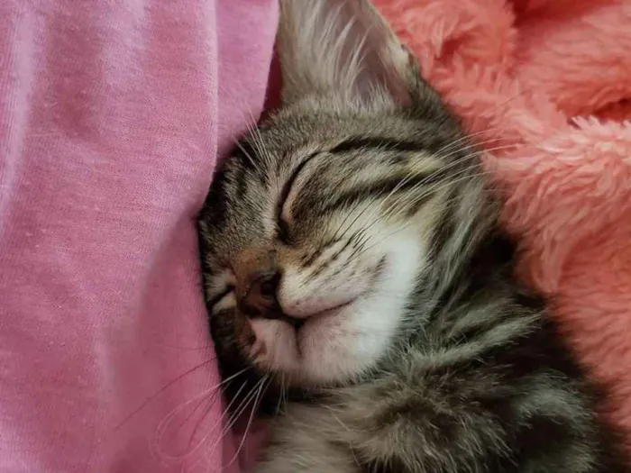 Gato ra a SRD idade 2 a 6 meses nome Lia