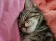 Lia