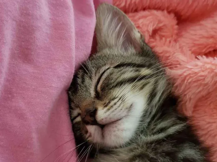 Gato ra a SRD idade 2 a 6 meses nome Lia