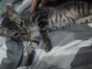 Gato raça  idade 2 a 6 meses nome Dudu, Leleco e fred