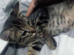 Gato raça  idade 2 a 6 meses nome Princesa 