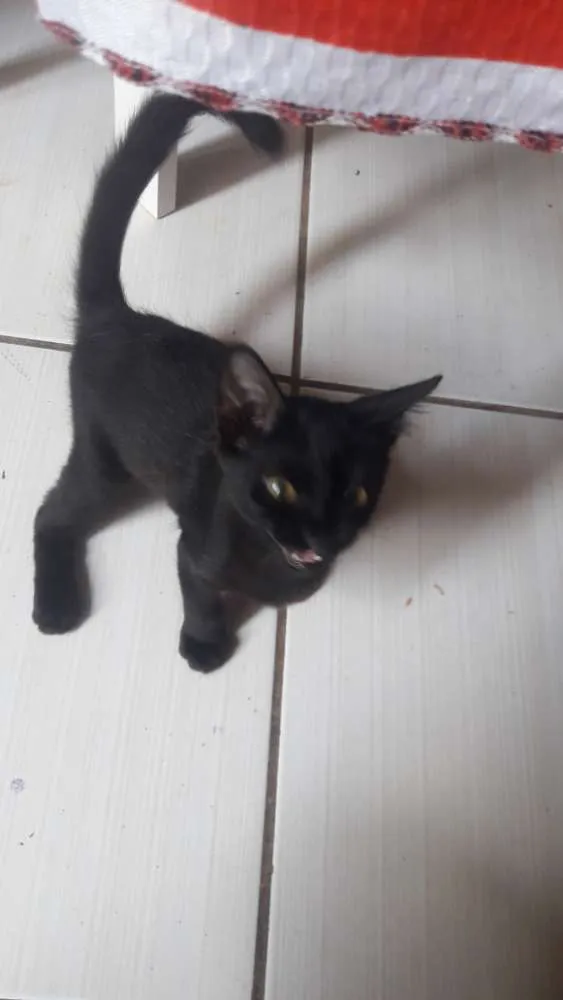 Gato ra a Indefinida idade 2 a 6 meses nome Neguinho