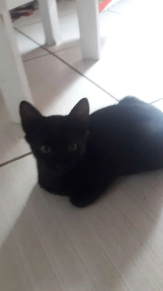 Gato ra a Indefinida idade 2 a 6 meses nome Neguinho