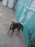 Catarina