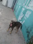 Catarina